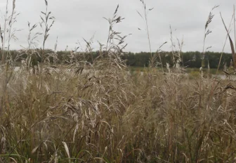 Режим ЧС из-за засухи ввели уже в 13 районах Новосибирской области