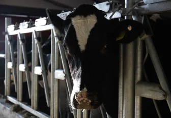 Новосибирцы изобрели систему доставки синбиотиков в кишечник животных