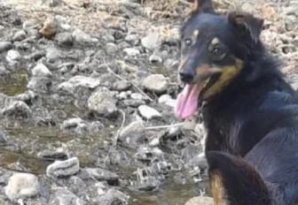 Сбежавшую из переноски дворняжку Боню месяц ищут в аэропорту Толмачёво