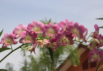 Тепличный комплекс для орхидей построят в Новосибирской области