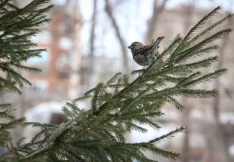 Тепло до +13 градусов обещают новосибирцам на предстоящей неделе