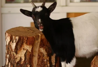 Очаг бруцеллёза обнаружили под Новосибирском