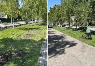 30 рябин высадили на аллее Красного проспекта в Новосибирске