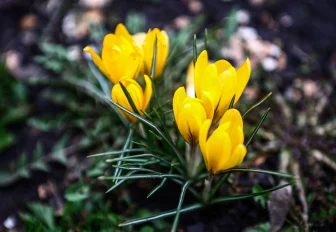 Ещё один парк имени Юрия Бугакова создают в Новосибирской области