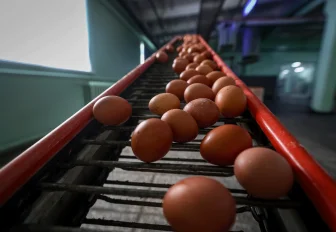 Объёмы выпуска яиц на птицефабриках превысили потребности новосибирцев