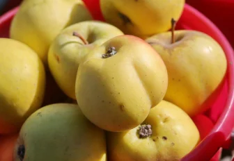 Как заготовить на зиму фрукты, овощи и травы: вкусные лайфхаки