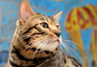 Усы котов и лис стали продавать на Avito в Новосибирске