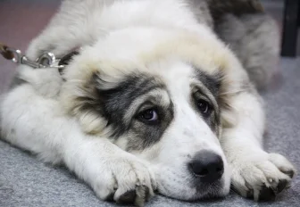 «Ешьте сами»: какие продукты со стола нельзя собакам — рассказала ветеринар