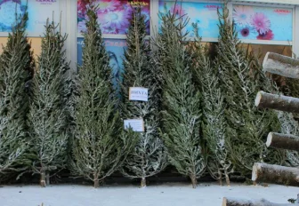 Первую партию новогодних ёлок впустили в Новосибирск