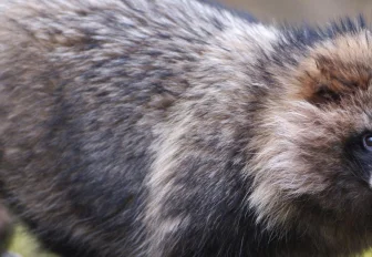 Енотовидных собак разрешат убивать в Новосибирской области