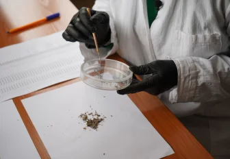 40 тысяч гектаров новосибирских лесов спасут от непарного шелкопряда