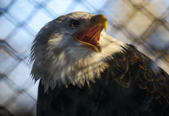 До самой темноты: Новосибирский зоопарк продлил часы работы