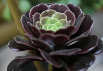 Папоротники и хойи: редкие комнатные растения покажут в «Дачной академии»