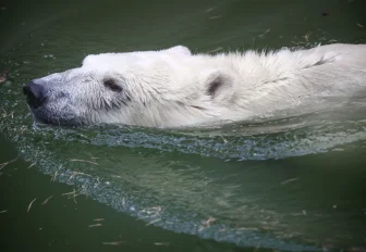 Новосибирский зоопарк продлил время работы ещё на час