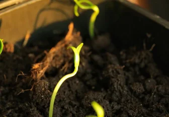 Компост под микроскопом изучают школьники в ДДТ имени Дубинина