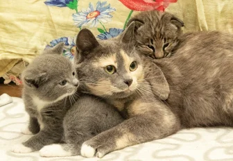 Вторая мама: как домашние кошки помогают выкармливать диких в зоопарке