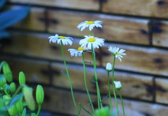 Лучшие СНТ Новосибирска нашли в Дзержинском и Октябрьском районах