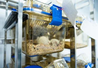 Голых мышей выращивает новый SPF-виварий в Новосибирске