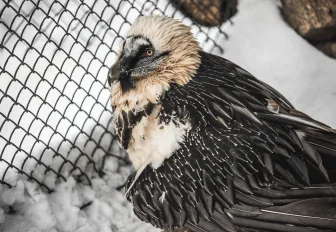 Сезон размножения начался у крупных птиц в Новосибирском зоопарке