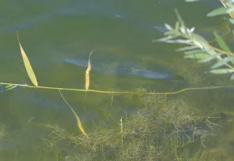 Здесь тонут люди: самые опасные пляжи назвали в Новосибирске