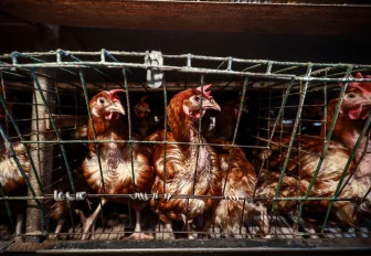 Линию протеиновых кормов запускают на птицефабрике под Новосибирском