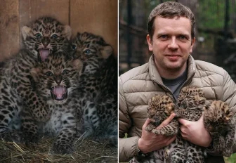Тройня родилась у дальневосточных леопардов в Новосибирском зоопарке