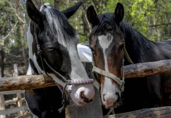 Популярный певец пожертвовал 100 тысяч новосибирскому приюту лошадей