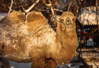 Весна пришла: Новосибирский зоопарк продлит работу на час