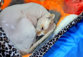 Спать или не спать днём — ответ невролога