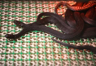 Если вы пропустили: дом с серпами, змеиное гнездо и шахматы Покрышкина