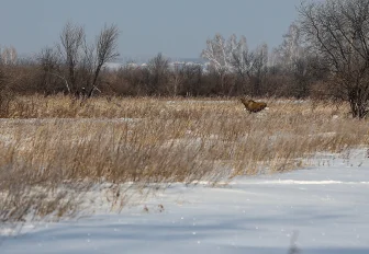 Больше сотни лосей и косуль погибли в ДТП за год в Новосибирской области