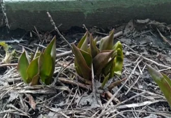 Первоцветы проклюнулись в Новосибирской области