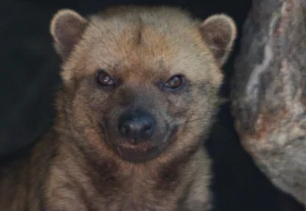 Топ-10 животных Новосибирского зоопарка, которых редко где ещё увидишь