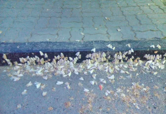 Эффективный метод борьбы с шелкопрядом придумали биологи из Новосибирска