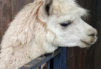 Парк с чилийскими альпаками открывают под Новосибирском