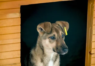 Им не место на улице: в новый приют на Малыгина заселили 21 собаку