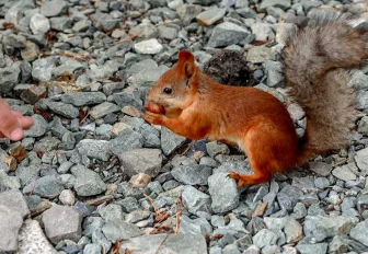 Новосибирские найдёныши: как быть с заблудившимися ежами и белками