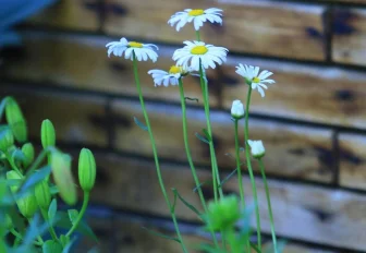 В Новосибирске заброшенные земельные участки ищут с помощью беспилотников