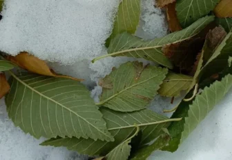 Вредно ли деревьям уходить под снег с листвой — рассказал учёный ботсада