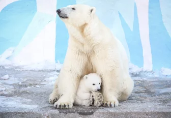 Стал известен пол белого медвежонка из Новосибирского зоопарка