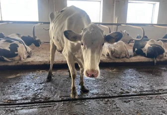 258 семей получили деньги за изъятый скот в Новосибирской области