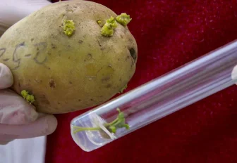 Наше всё: новосибирскую картошку из пробирки сметают хозяйства и дачники