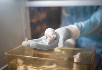 Безмикробные мыши поселились в новом новосибирском виварии