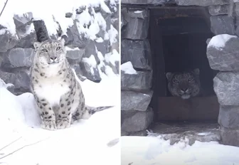 Самку снежного барса Серебряну показал новосибирский зоопарк: видео