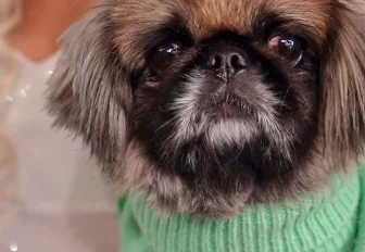 Хвостикам — бесплатно: первый дог-френдли кинозал открыли в Новосибирске