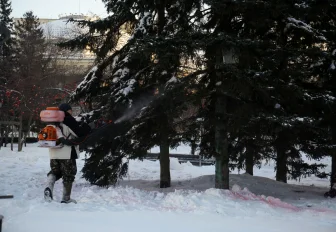 Почти 3000 елей обработали розовым раствором в Новосибирске