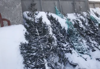 Больше 250 ёлок конфисковали с уличных базаров в Новосибирске