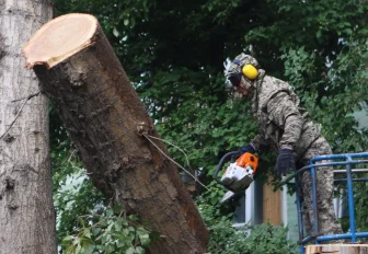 25 дворов Дзержинки избавились от аварийных деревьев