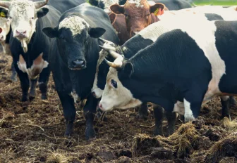 39 семьям начислили компенсации за изъятый скот в Новосибирской области