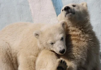 Роскосмос стал куратором белых медвежат в зоопарке Новосибирска